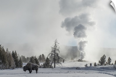 American Bison On Snow With Old Faithful Erupting, Yellowstone National Park, Wyoming