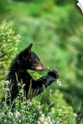 American Black Bear Cub Sniffing A Wildflower In Yellowstone National Park