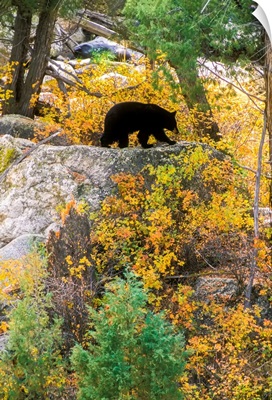American Black Bear Foraging On Top Of A Rocky Ledge Along The Yellowstone River