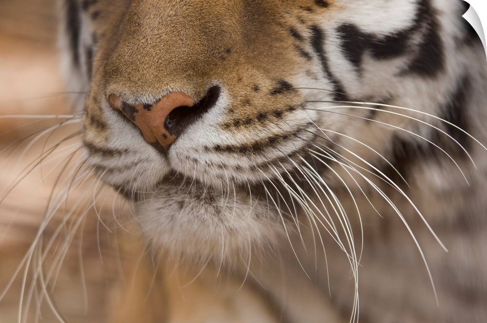 Amur tiger (panthera tigris altaica) at the rolling hills wildlife adventure, salina, Kansas, united states of America.