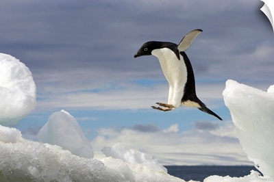 An Adelie penguin, Pygoscelis adeliae, jumping on an iceberg.