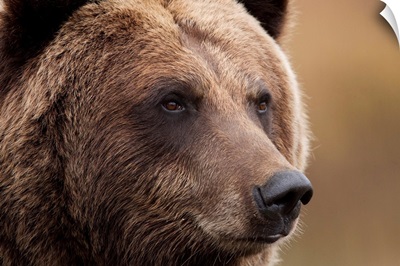 An Adult Grizzly Bear, Alaska Wildlife Conservation Center, Southcentral Alaska