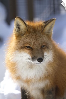 An adult Red fox in the Anchorage area of Alaska