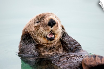 An adult Sea Otter floats in the calm waters of the Valdez Small Boat Harbor