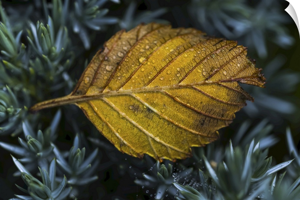 An alder leaf fallen into a flower garden, Astoria, Oregon, united states of America.