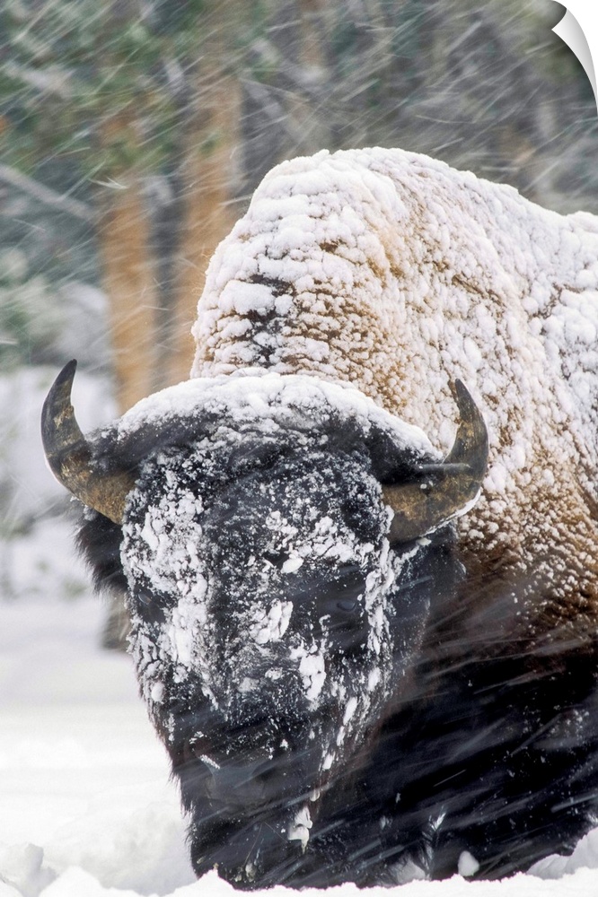 An America bison (Bison bison) forages during a snow storm in Yellowstone National Park, Wyoming, United States of America
