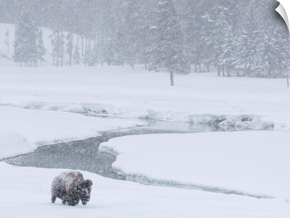 An America bison (Bison bison) forages near a stream during a snow storm in Yellowstone National Park, Wyoming, United Sta...
