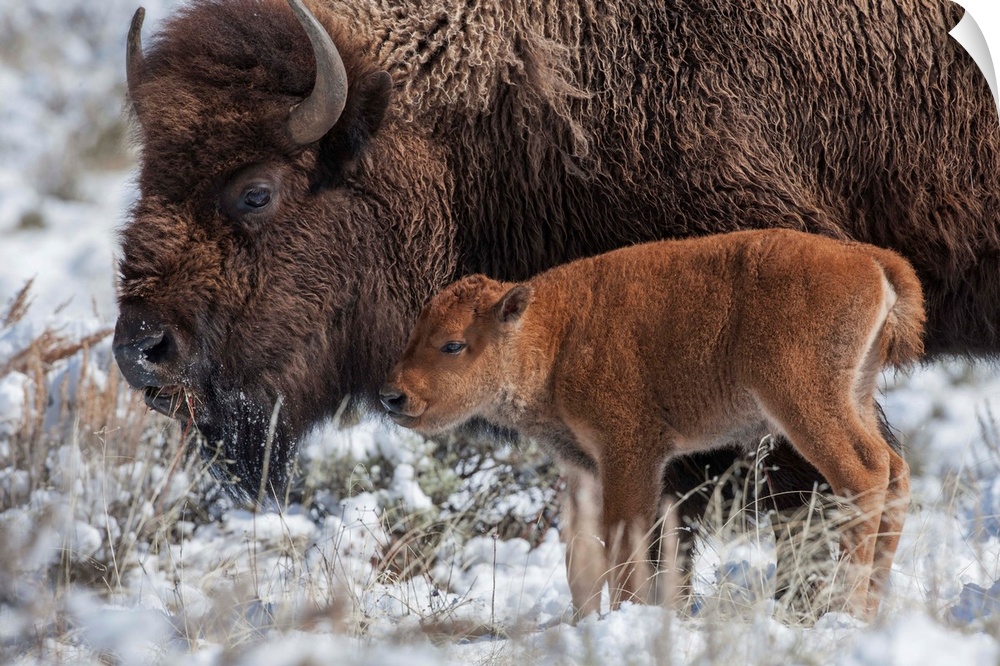 An American bison (Bison bison) calf stands next to an adult in Yellowstone National Park, Wyoming, United States of America