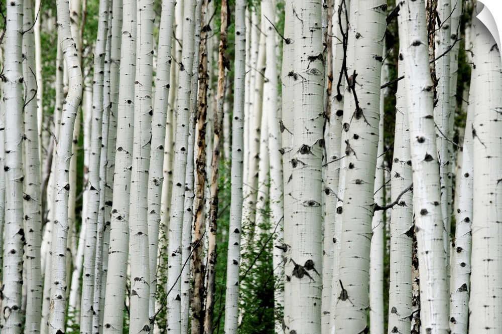 An aspen grove in the Colorado mountains.