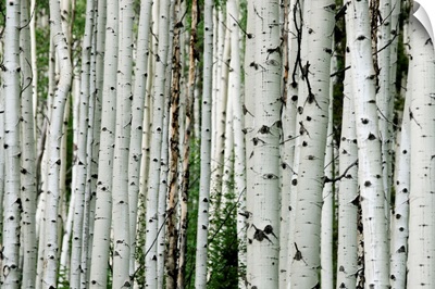 An aspen grove in the Colorado mountains.