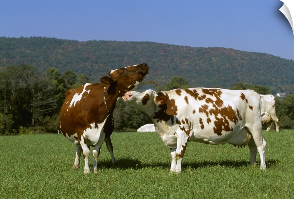An Ayrshire dairy cow grooming another cow on a healthy green pasture, Vermont
