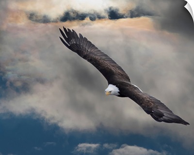 An Eagle In Flight Rising Above The Storm; Pateros, Washington, United States Of America