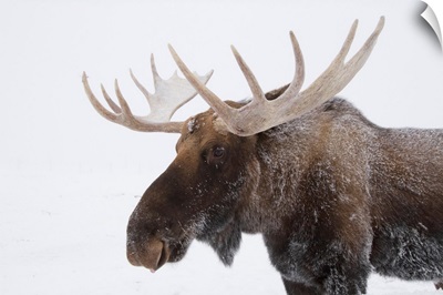 An Elk With Snow On Its Fur
