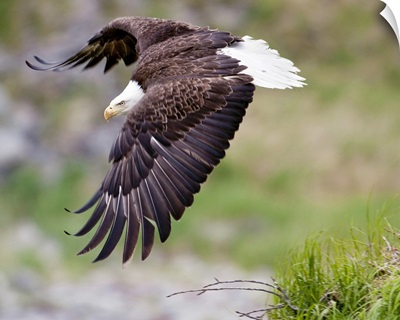 An female eagle flys protectively over her nest high in the rocks near Kukak Bay