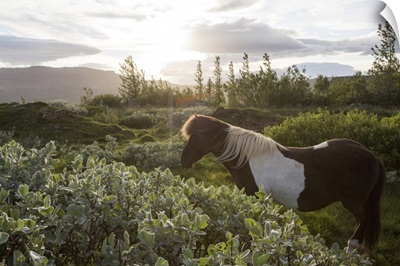 An Icelandic Horse Stands In A Field, Gljasteinn, Iceland