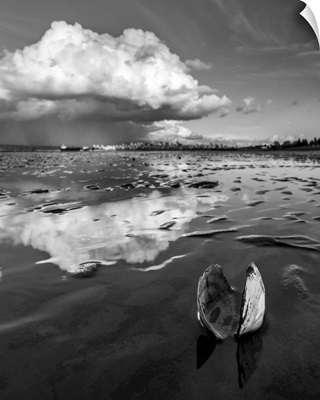 An Open Clam Shell Sits On The Shore With Cloud Reflected On The Wet Sand, Vancouver