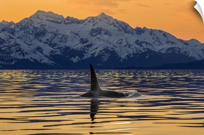 An Orca In Lynn Canal With The Rugged Chilkat Mountains, Alaska