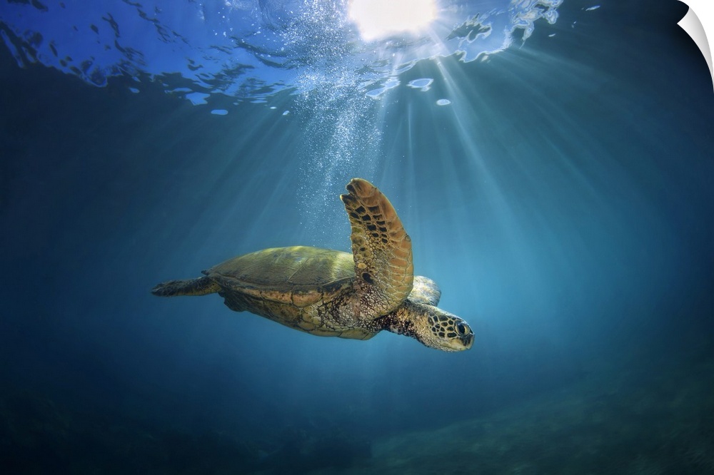 An underwater view of a Hawaiian Green Sea Turtle (Chelonia mydas); Makena, Maui, Hawaii, United States of America.