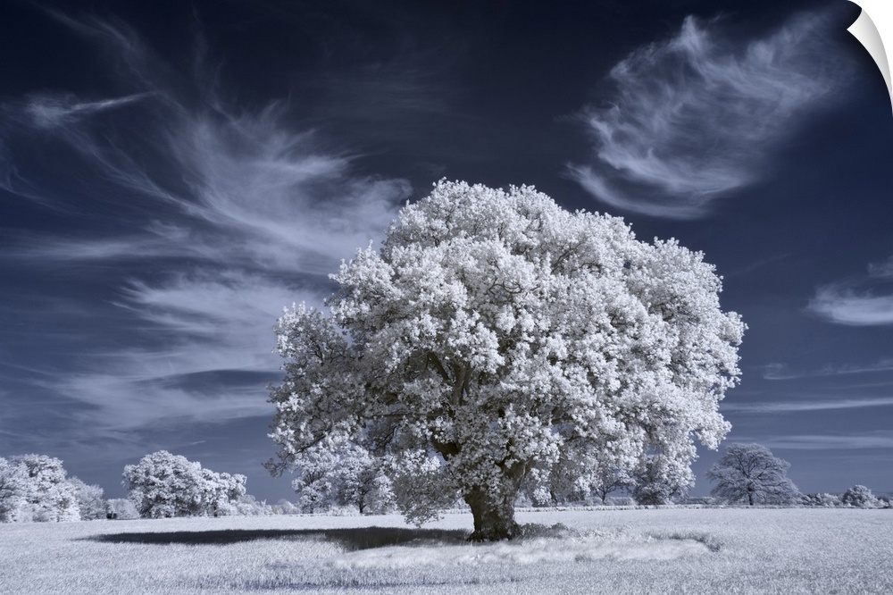 Ancient oak tree in infrared with white foliage against a deep blue sky.