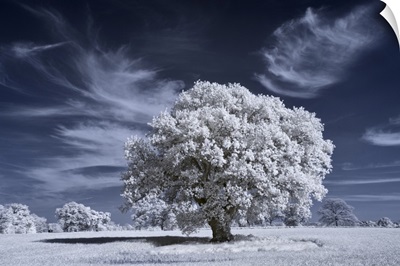 Ancient Oak Tree In Infrared With White Foliage Against A Deep Blue Sky