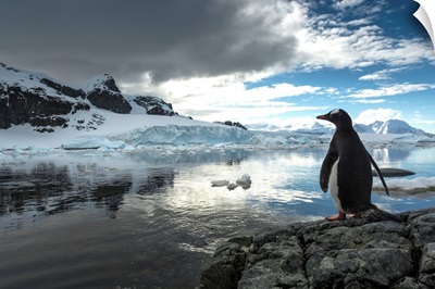 Antarctica, Cuverville Island, Silhouette of Gentoo Penguin standing on rocky shoreline