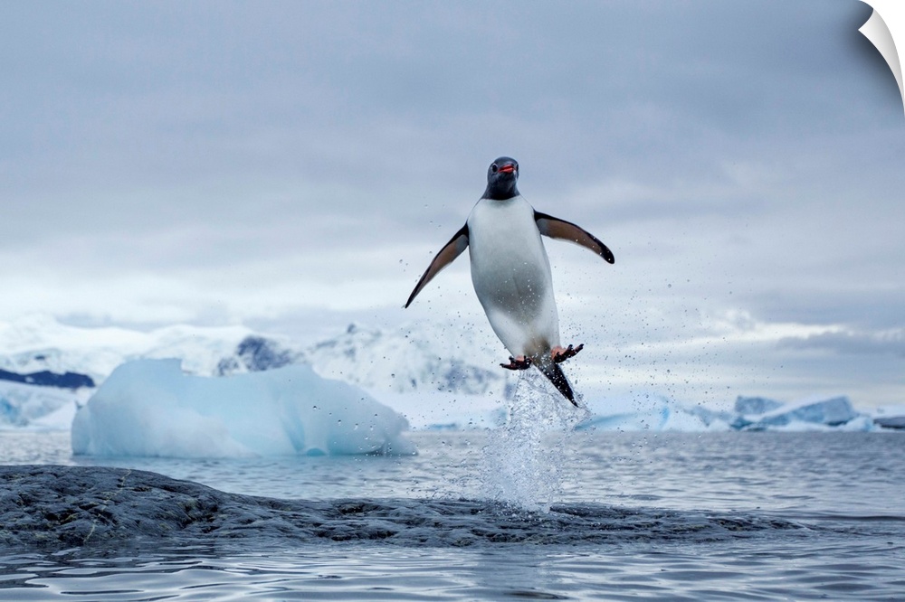 Antarctica, Gentoo Penguins (Pygoscelis papua) leaping from water along Cuverville Island shoreline.