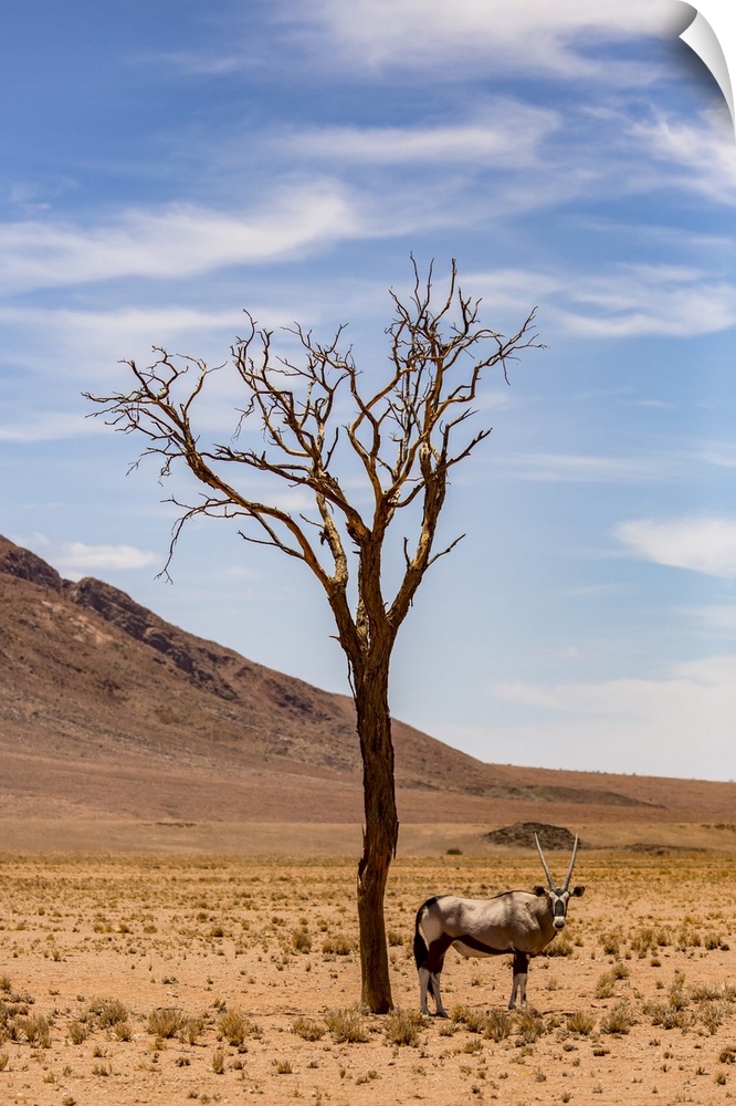 An antelope stands under a tree in the desert; Sossusvlei, Hardap Region, Namibia