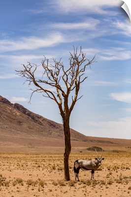 Antelope Stands Under A Tree In The Desert, Sossusvlei, Hardap Region, Namibia