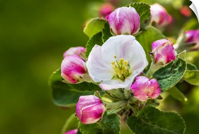 Apple Blossoms, Calgary, Alberta, Canada