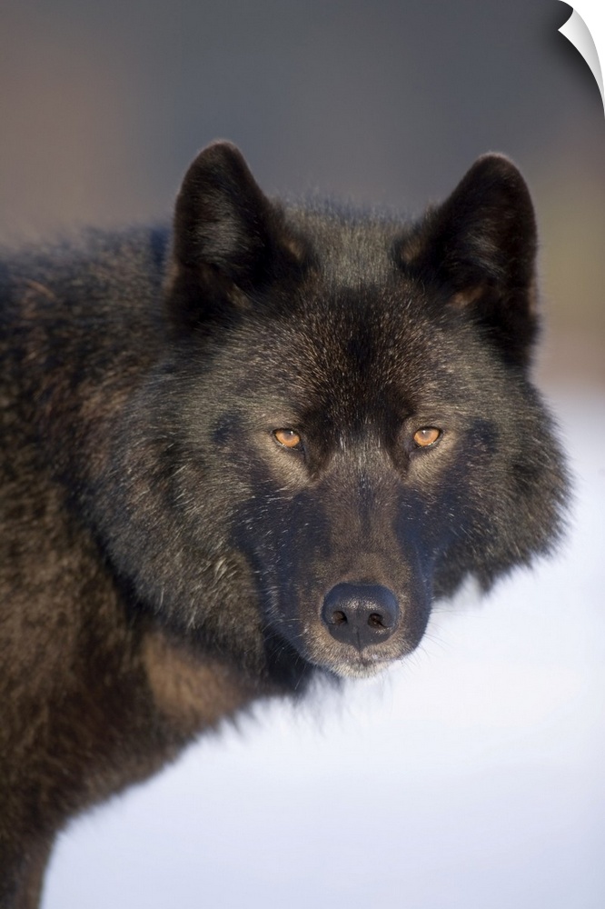 Close-Up Archipelago Wolf In Black Color Phase Standing On Snow Field Southeast Alaska Winter Tongass Nat Forest