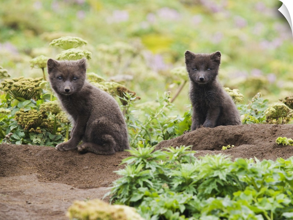 Two Arctic Fox Kits Sitting Near Their Den, St. Paul Island, Southwest Alaska, Summer