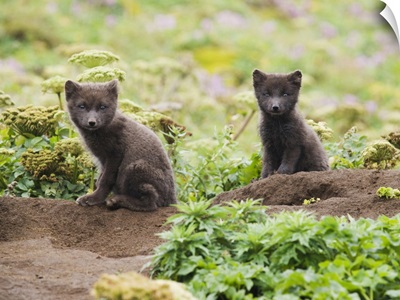 Arctic Fox Kits, St. Paul Island, Southwest Alaska, Summer