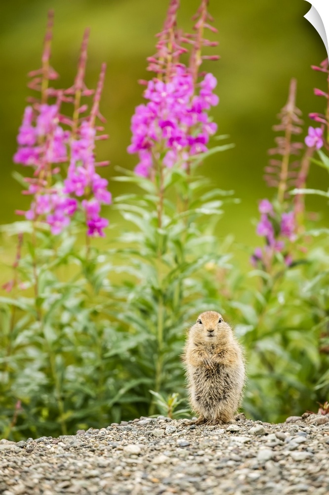 An Arctic Ground Squirrel (Urocitellus parryii) looks at camera while feeding in late summer. Fireweed (Chamaenerion angus...