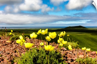 Arctic poppy grows from the volcanic soil of St. Paul Island, Southwest Alaska
