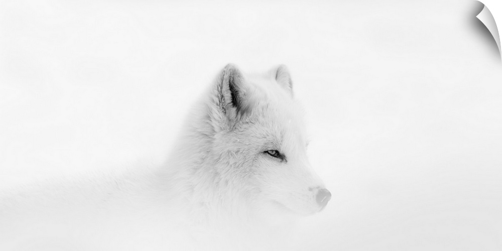 Arctic wolf (Canis lupus arctos) during a snow storm; Montebello, Quebec, Canada