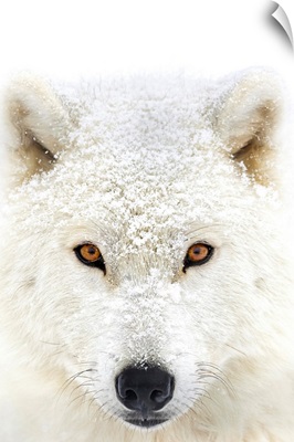 Arctic wolf portrait