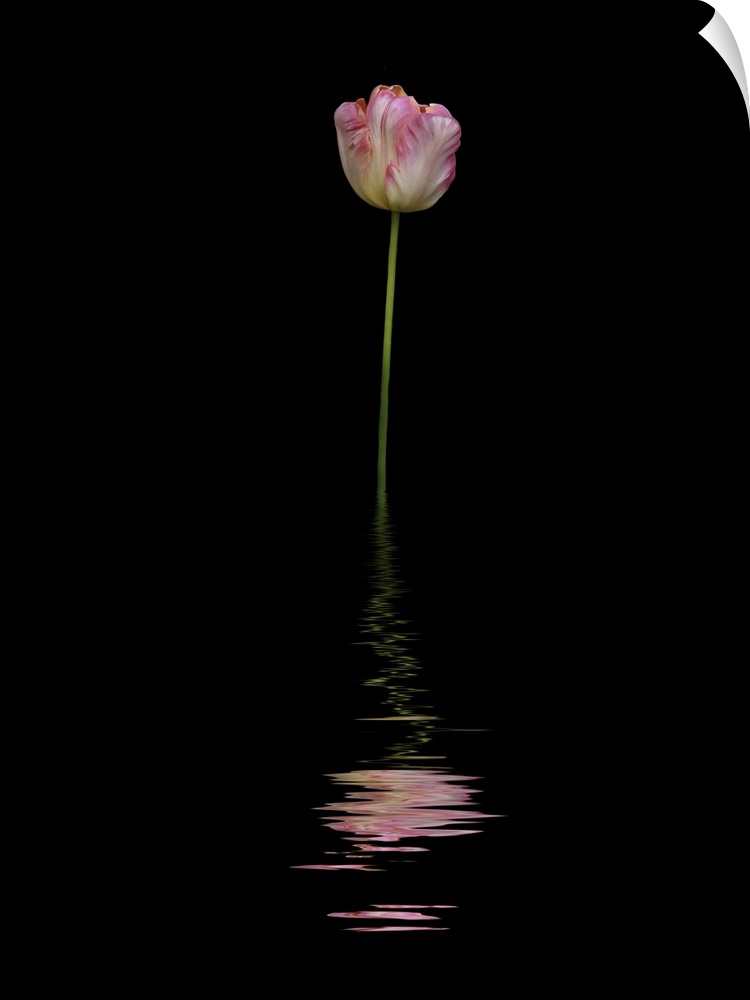 Art image of a pink and white tulip reflected in water.