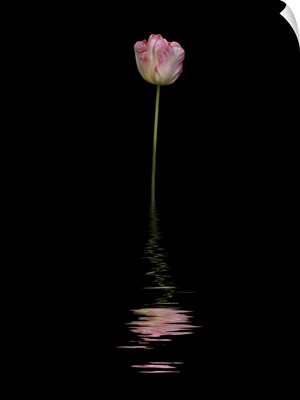 Art Image Of A Pink And White Tulip Reflected In Water