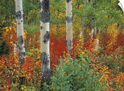 Aspen Trees And Fireweed, Kananaskis Country, Alberta, Canada
