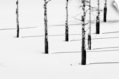 Aspen Trees Casting Their Shadows On The Pristine Snow, Yellowstone National Park