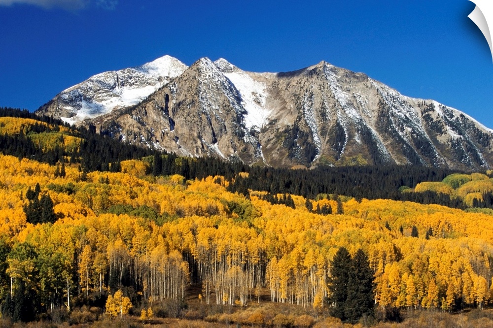 Aspen Trees In Autumn, Rocky Mountains, Colorado