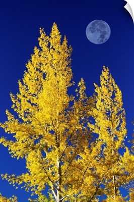 Aspen Trees In Autumn With Large Full Moon And Blue Sky, Calgary, Alberta, Canada