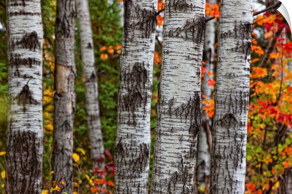 Aspen Trees Surrounded By Colourful Autumn Leaves In Algonquin Provincial Park; Ontario Canada