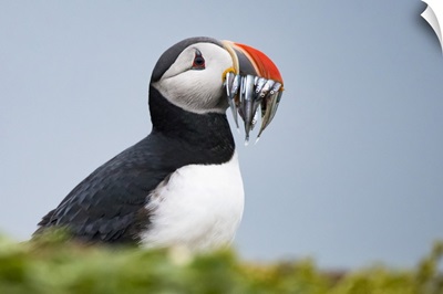 Atlantic Puffin Carrying Mouthful Of Spearing Baitfish To Feed Its Chicks, Iceland