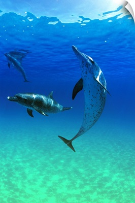 Atlantic Spotted Dolphins In The Bahamas