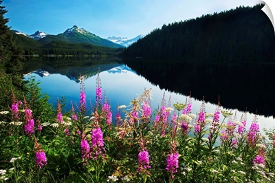 Auke Lake On A Clear Day With Fireweed In The Foreground, Alaska, Summer