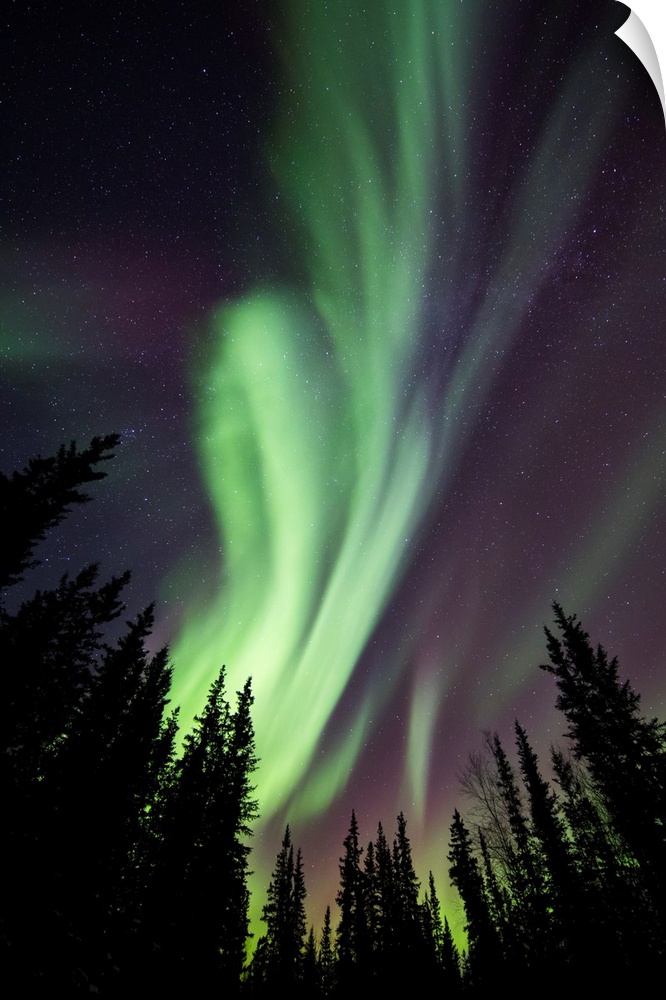 Aurora borealis over silhouetted trees at the clearwater state recreation site in delta junction. Alaska, united states of...