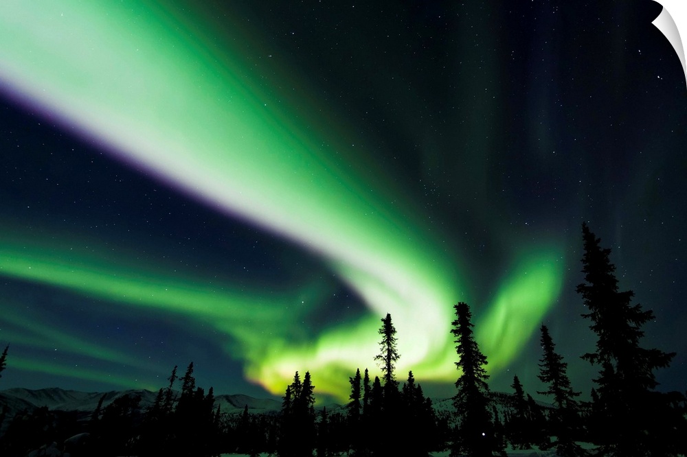The bright neon green aurora swirling above the boreal forest, Chena River State Recreation Area, Fairbanks, winter.