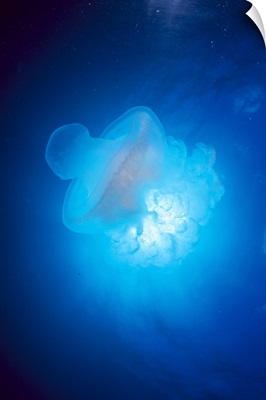Australia, Jellyfish Illuminated By Sunburst