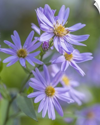 Autumn Aster Flowers Of Aster Cordifolius Little Carlow